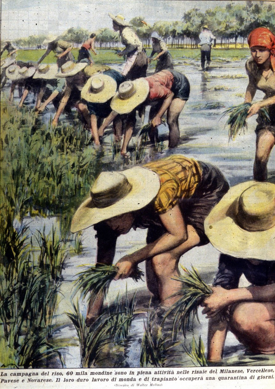 Genplantning af ris i nærheden af Milano i 1954. af Unknown artist