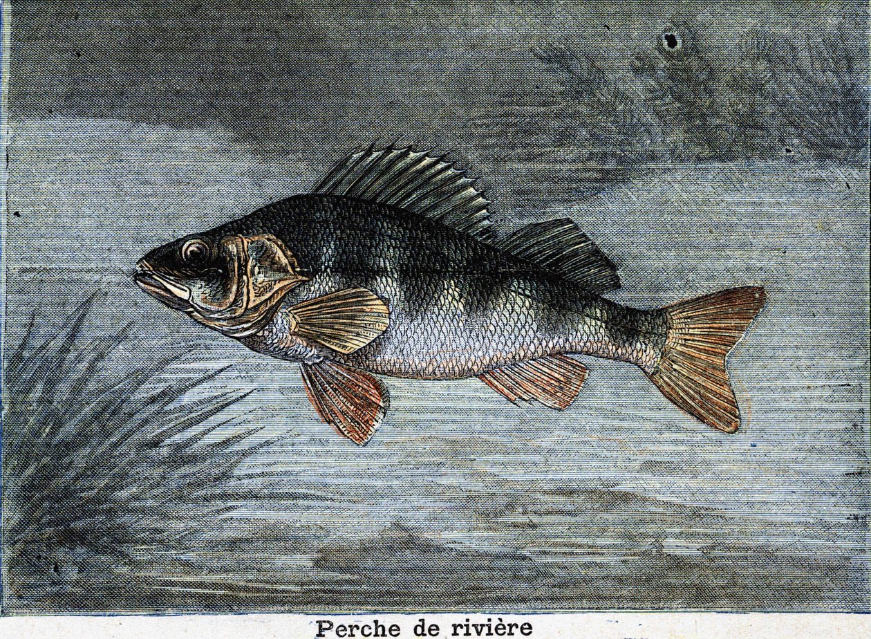 Flod aborre. Stik fra 1897 af Unknown artist