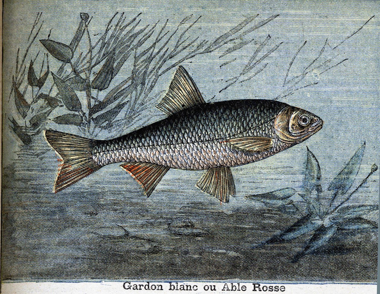 Roach hvid eller stand rosse. af Unknown artist