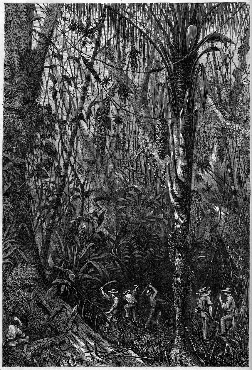 Vejudvikling i Mellemamerika: Boringen af den nicaraguanske vej gennem en urskov (afskovning). Tegning af løjtnant Olivier, medlem af kaptajn Bedford Pims ekspedition (1826-1886). Indgravering i ""Det illustere univers"" af Unknown artist