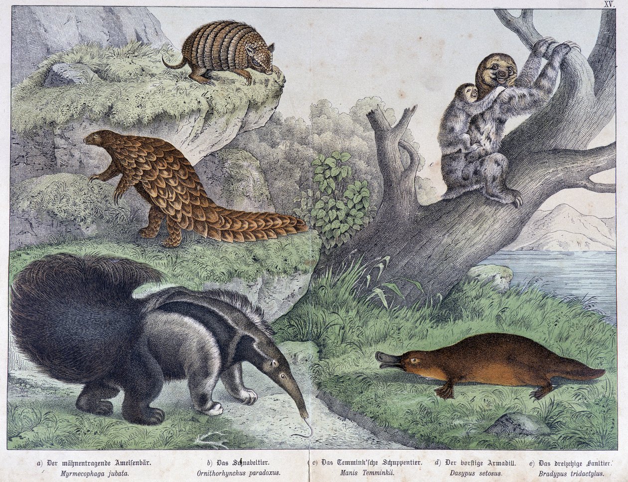 Gnaver: Tatou, doven, myre - i "" Naturlige historier om pattedyr", red. Schreiber af Unknown artist