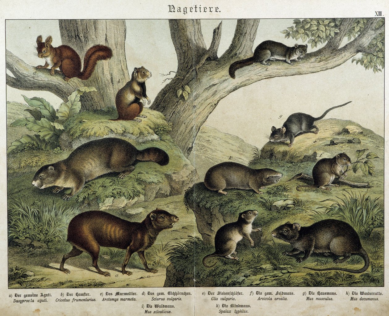 Gnaver: egern... - i “” Natural historier of pattedyr””, red. Schreiber af Unknown artist