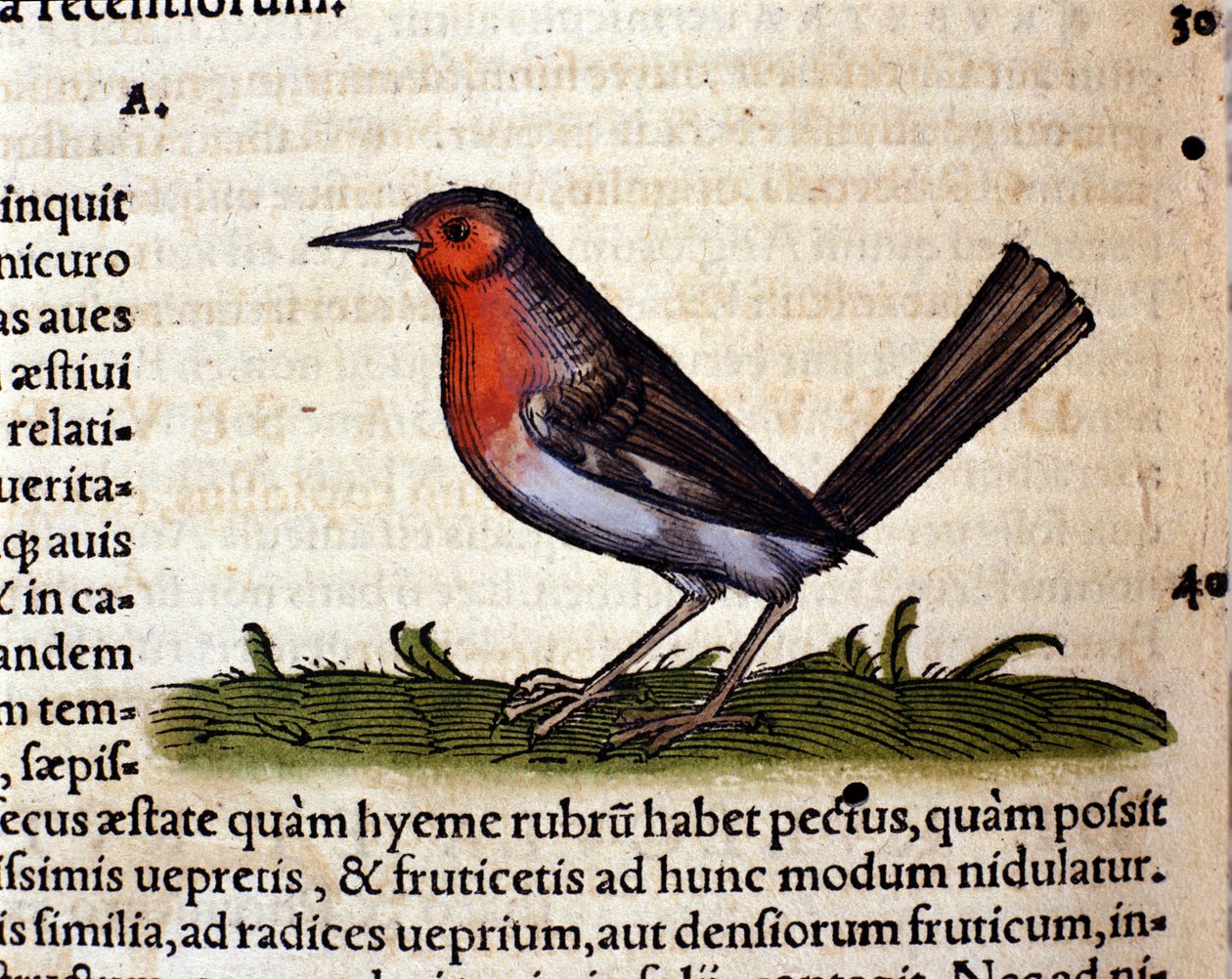 Rouge efter Historia Animalium af Conrad Gesner, Tiguri 1560. Biblioteca nazionale Braidense. Milano af Unknown artist