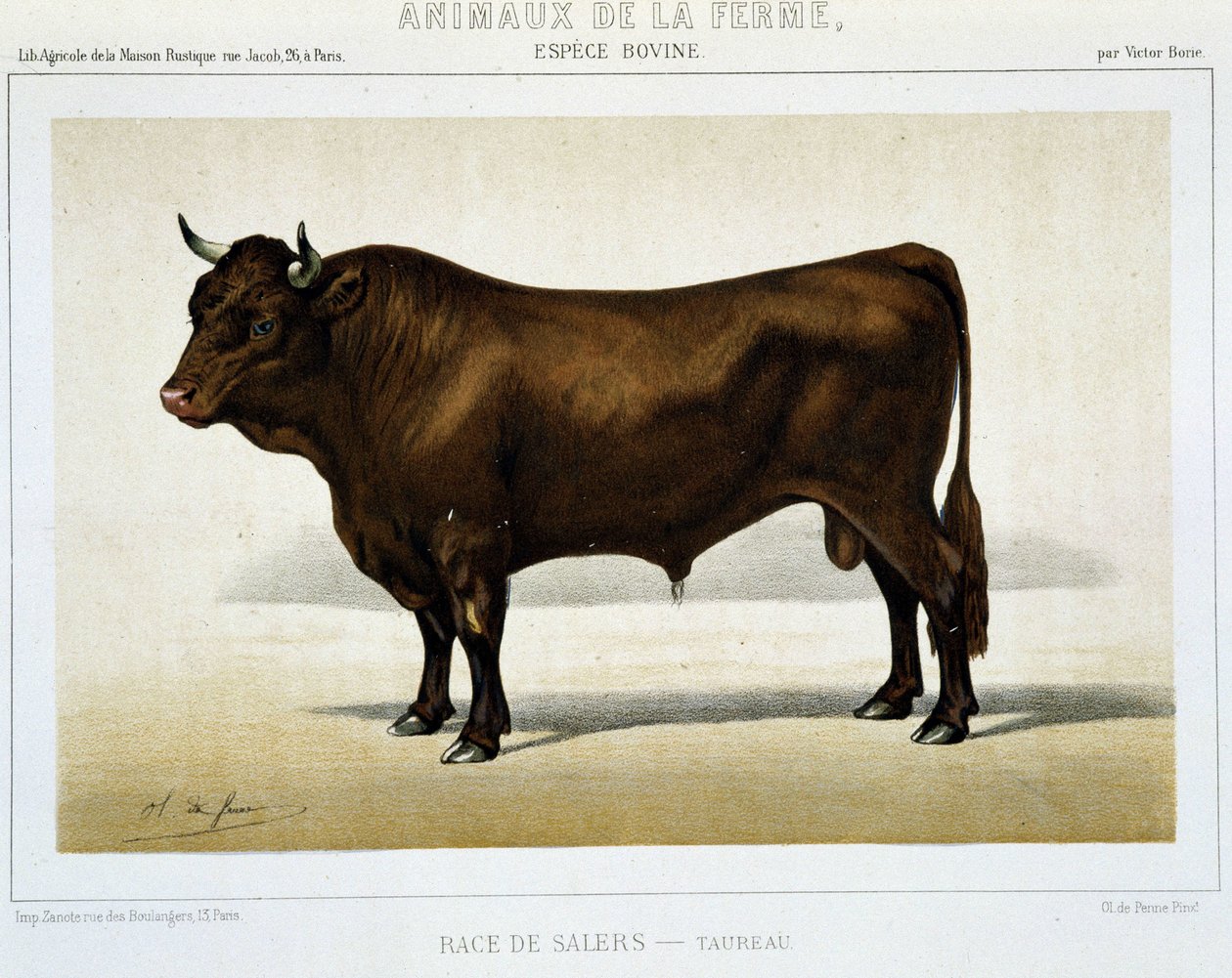 Salers Breed Taurus - i "" Farm Animals"" af Unknown artist