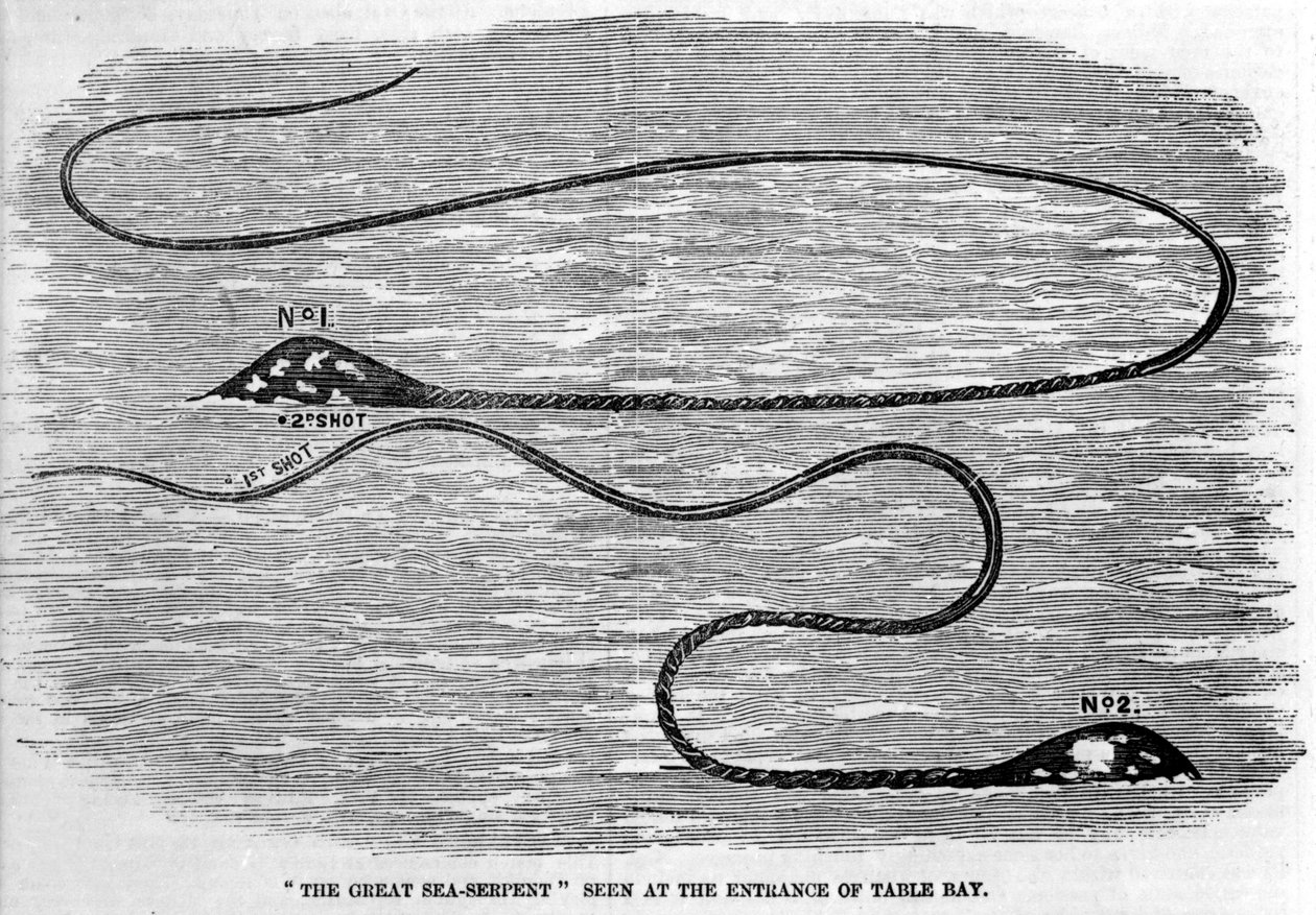 Søslange set i 1850 ved indgangen til Table Bay i Sydafrika. Formen på dyrets hoved og lange hale tyder på, at det er de to fangarme af en kæmpe blæksprutte. Era gravering. af Unknown artist