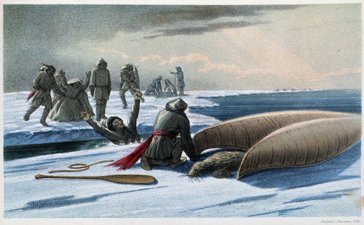 Sæljagt: "" Sæljagt i bugten"" - i "" Exploration of the Labrador Peninsula"" af Hind, London af Unknown artist