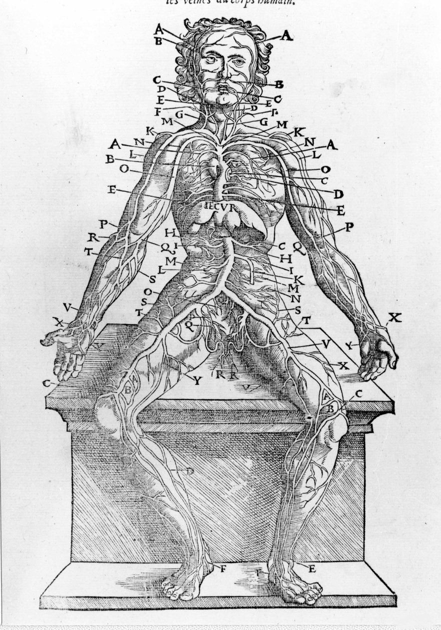 Udsnit af en menneskekrop fra W. H. Ryff Anatomisk beskrivelse af alle dele af menneskekroppen trykt i Paris i 1545 af Unknown artist