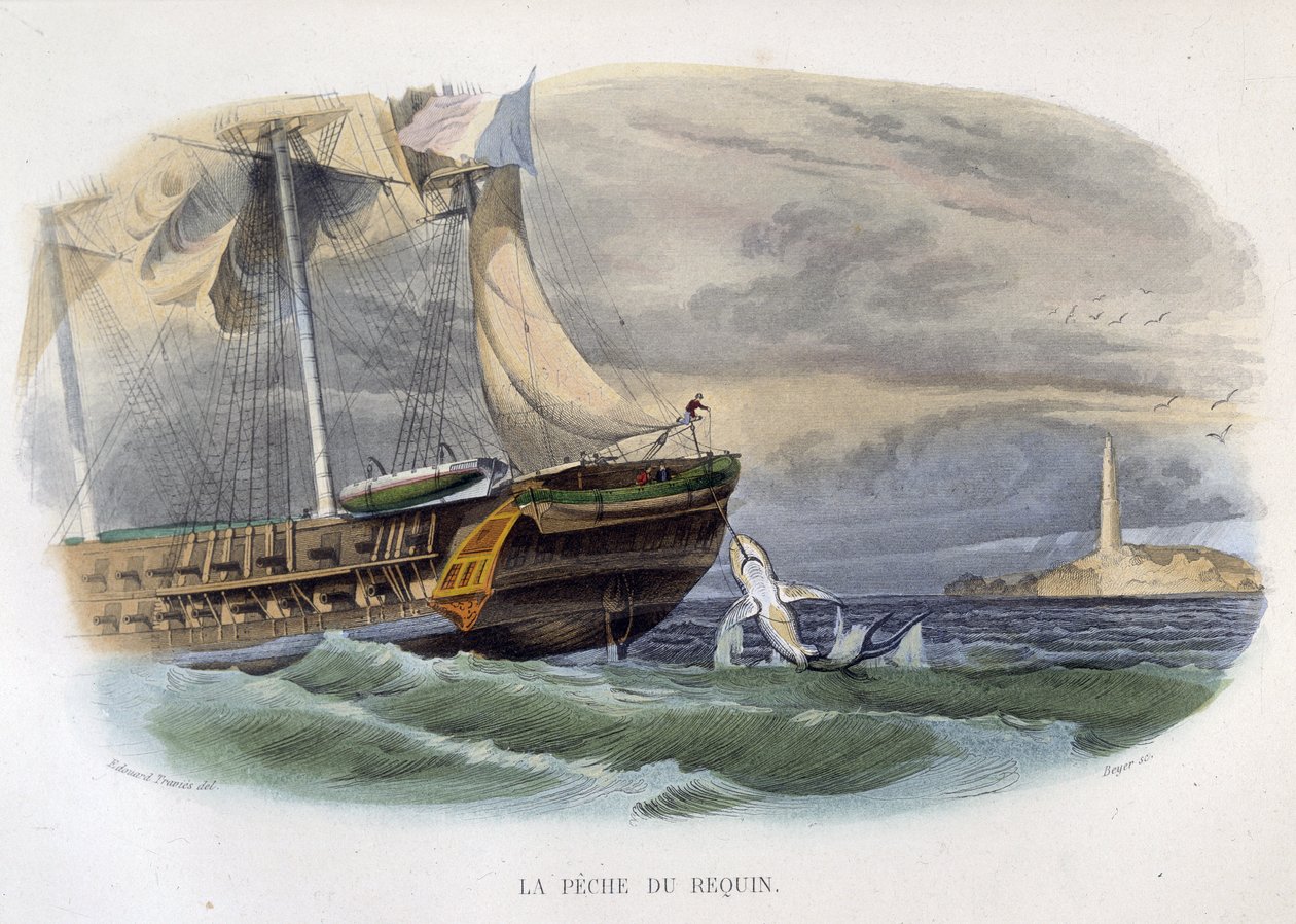 Hajfiskeri - i "Lacepèdes naturhistorie"" af Unknown artist