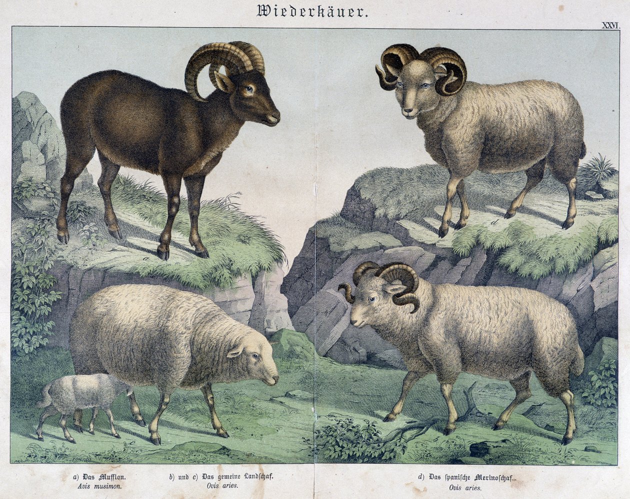 Får: Får, vædder, stenbuk - i ""Histoires naturelles des mammals"", udg. Skriver af Unknown artist