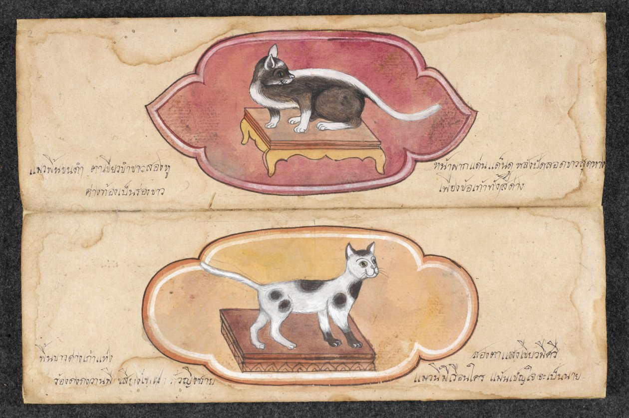Siamesiske katte af Unknown artist