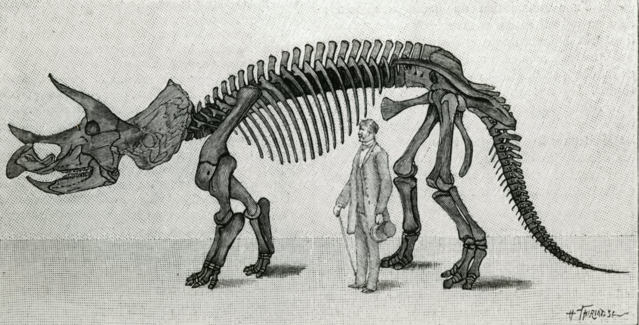 Skelet af en Triceratops prorsus af Unknown artist