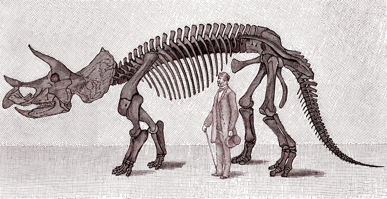 Triceratops prorsuksen luuranko af Unknown artist