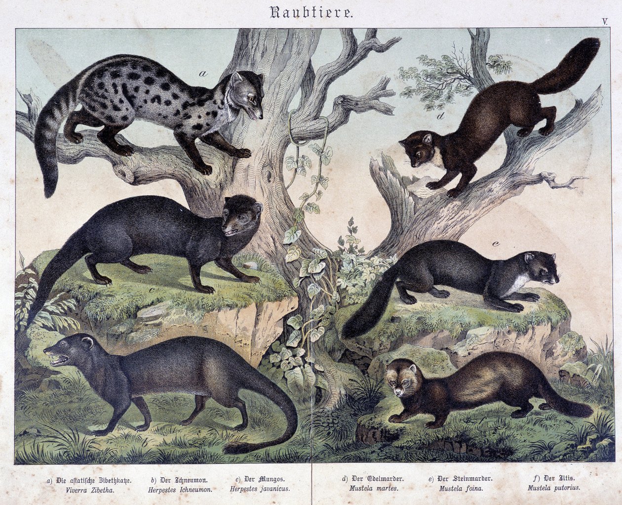 Små karusiere. i "Naturlige historier om pattedyr", red. Schreiber af Unknown artist