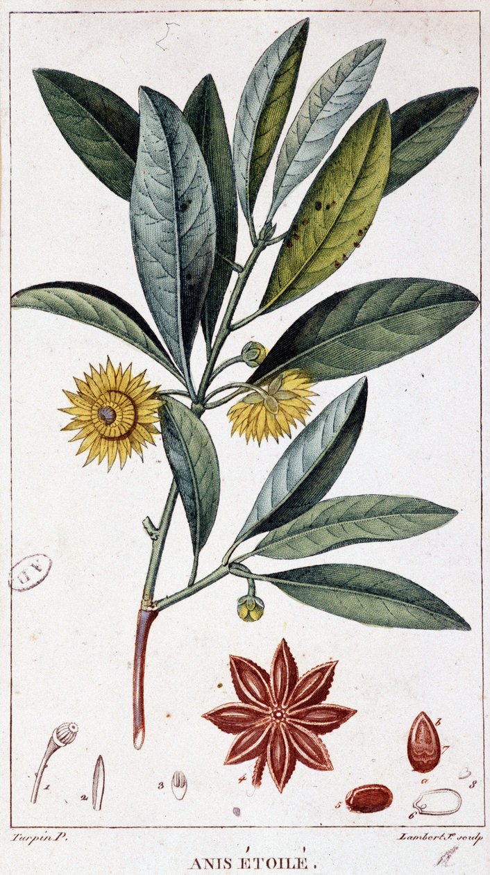 Stjerneanis - botanisk bord af Unknown artist