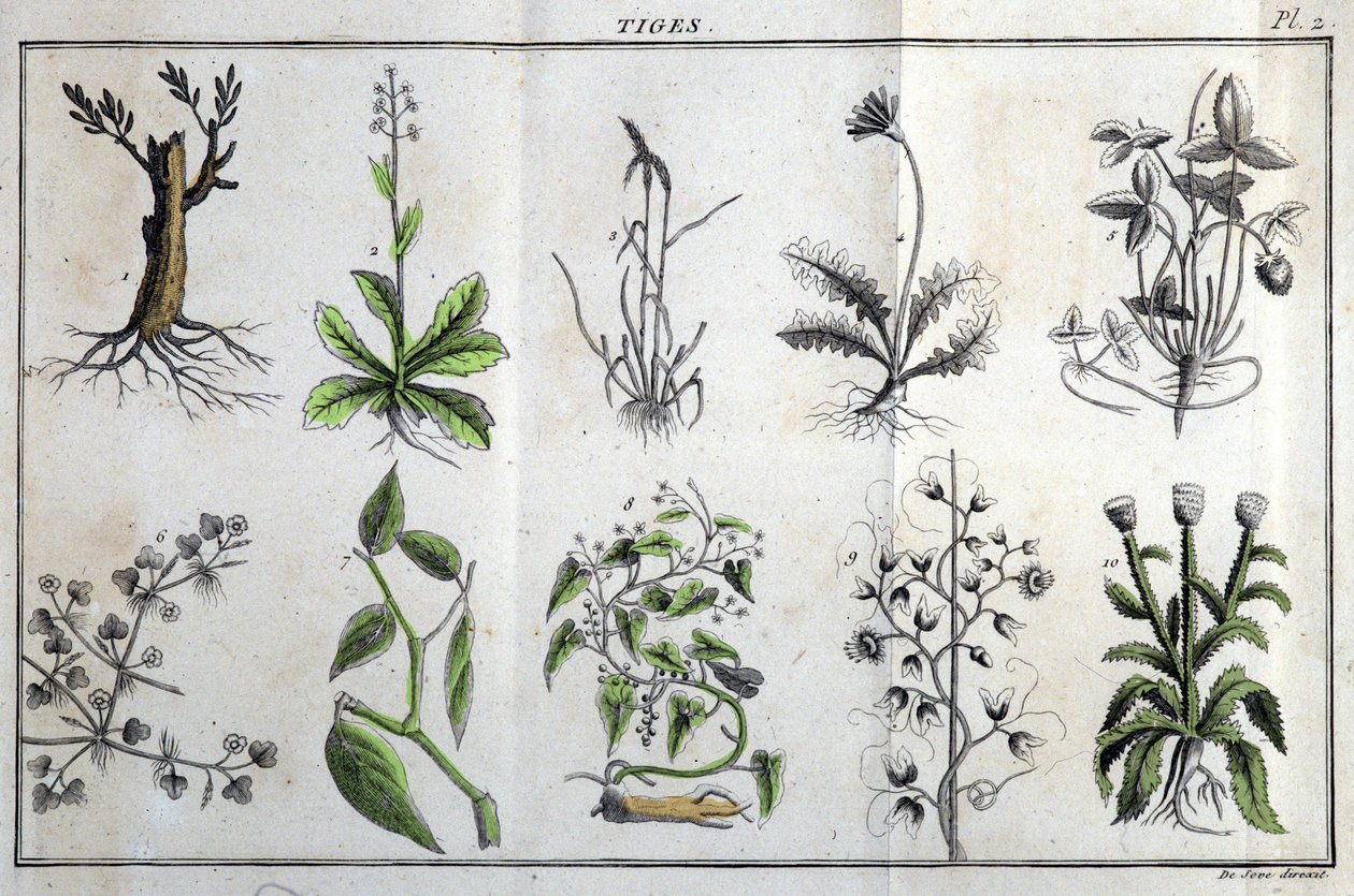 Stængler: I “” Flora Françoise eller en kort beskrivelse af alle de planter, der vokser naturligt i Frankrig, arrangerede i henhold til en ny analysemetode, som citatet af deres mindst tvetydige dyder i medicin og deres brugbarhed i kunsten ”” ved J af Unknown artist