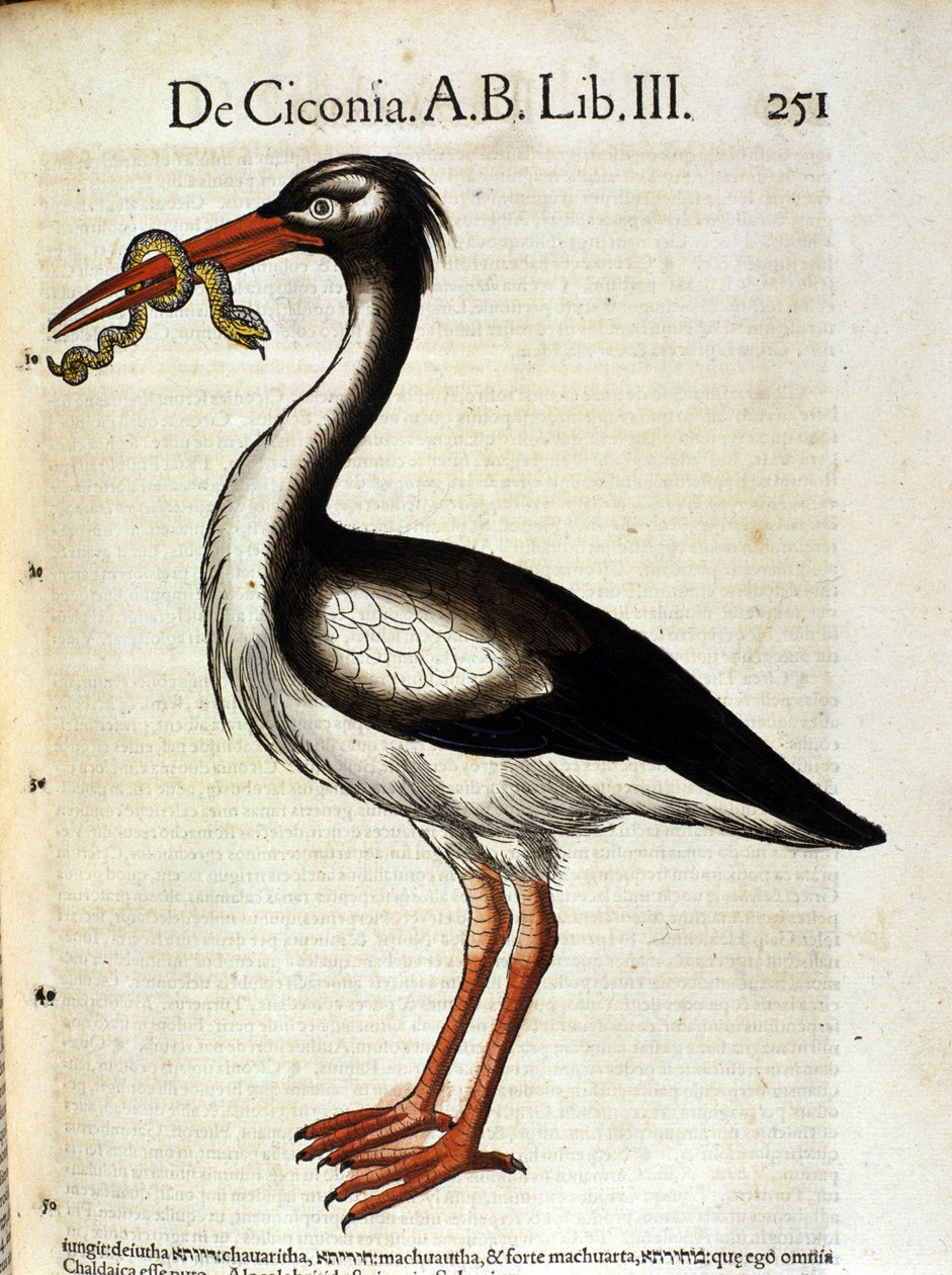 Stork efter Historia Animalium de Conrad Gesner, Tiguri 1560. Biblioteca nazionale Braidense. Milano af Unknown artist
