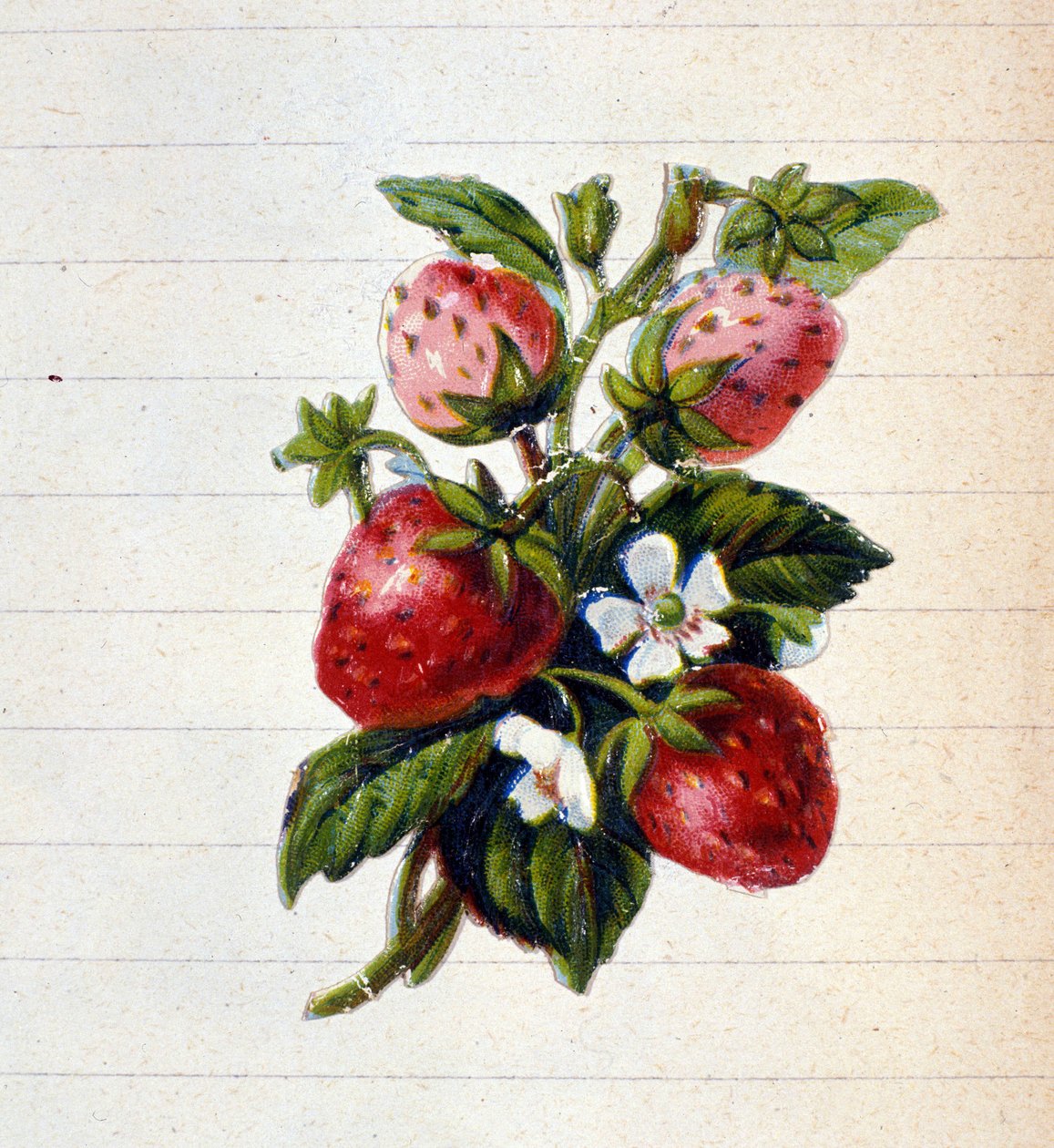 Jordbær. 1800-tallets kromolitografi. af Unknown artist