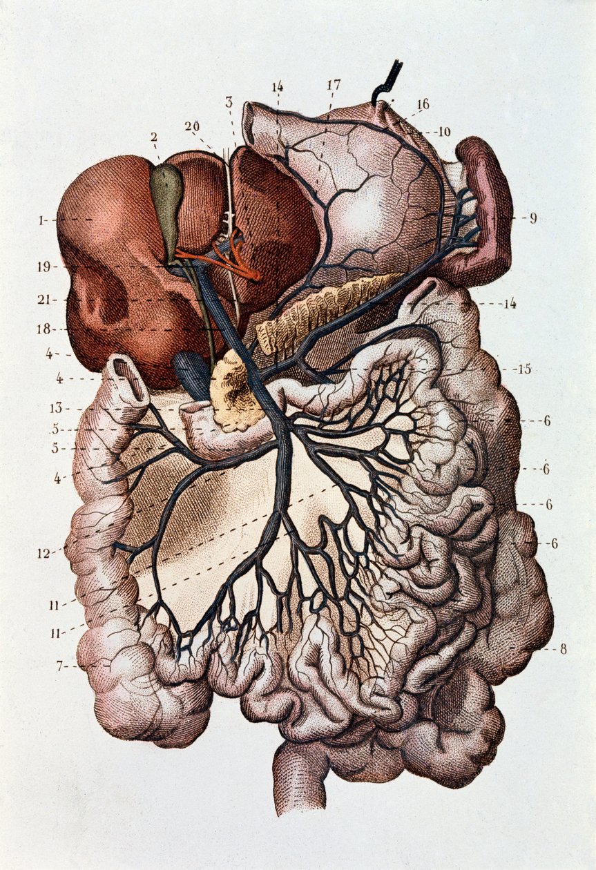 Undersøgelse af menneskelig hjerne, cerebrale hemisfærer og cerebellum (gravering af Unknown artist