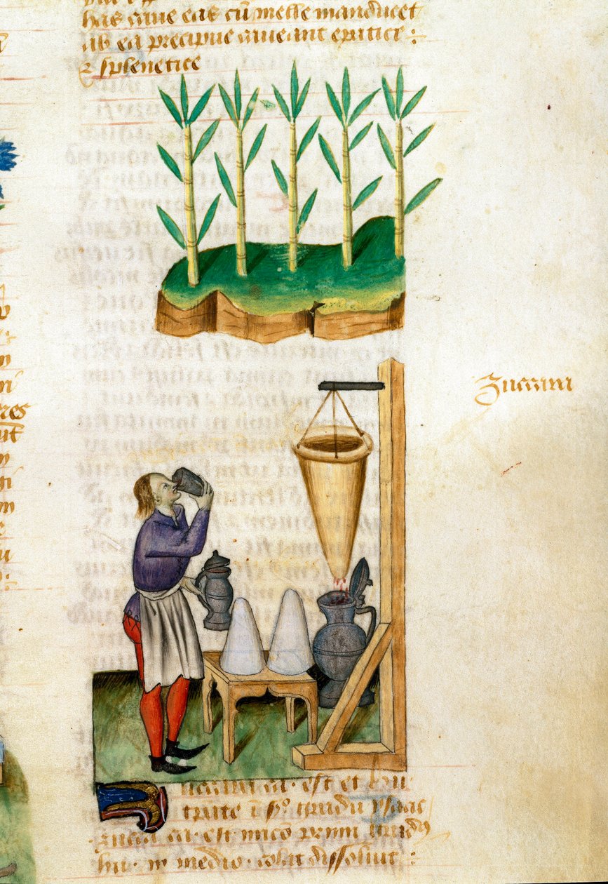 Sukkerrør- og sukkerkeglehandler Beskrivelse af lægeplanter og hvordan man tilbereder dem. Manuskriptside "" Godbidder på urter"" (Tractatus de herbis) af Pedanius Dioscorides (Dioscorides) (40-90 e.Kr.) Lat.1152 af Unknown artist