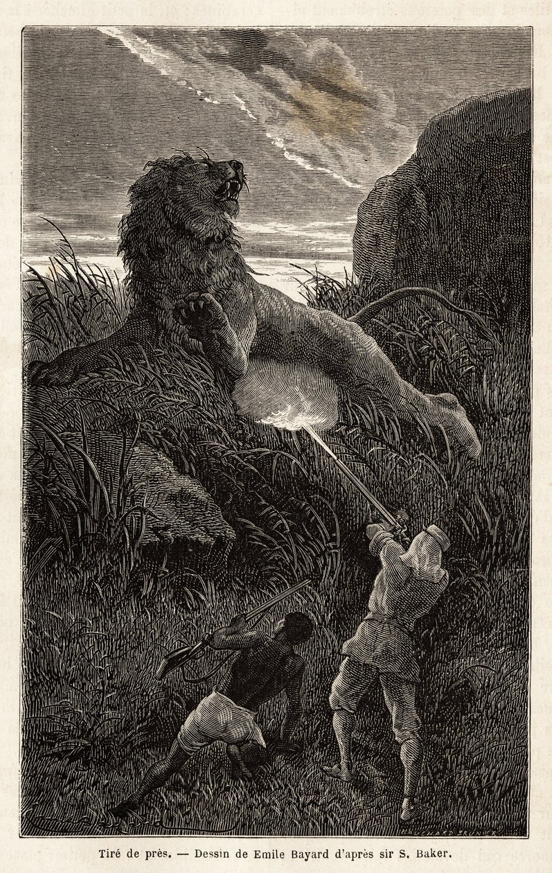 Overrasket af en løve under vandringen ved solopgang skyder forfatteren og sårer dyret. Gravering for at illustrere udforskningen af Nilens abessinske bifloder, af Sir Samuel W. Baker, i 1861-62, udgivet i "" Le tour du monde"" 1870-1871, edi af Unknown artist