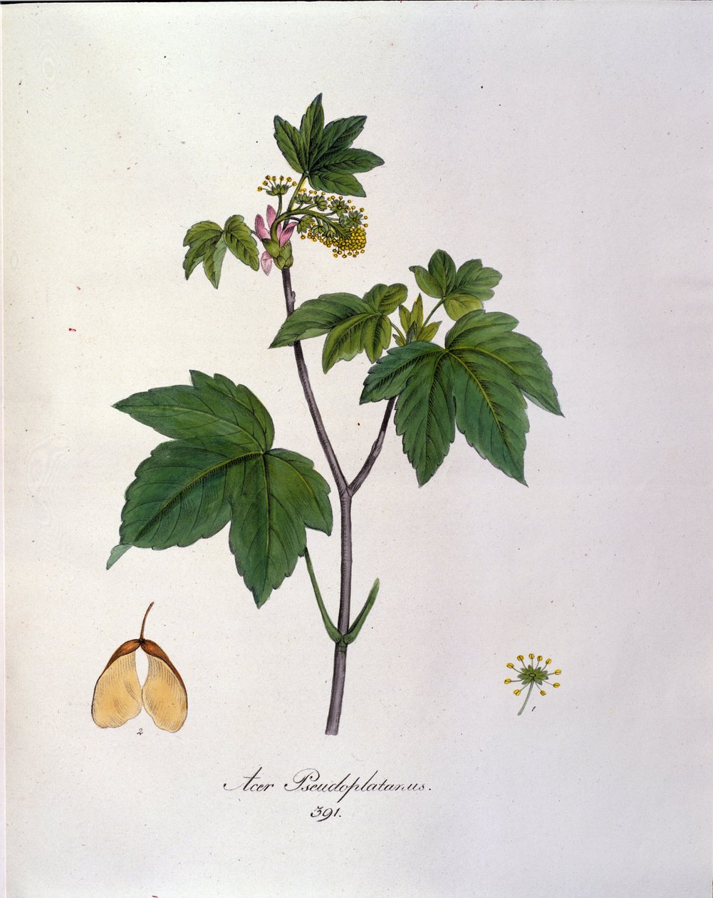 Sycamore Maple Branch. Botanisk tavle fra et herbarium fra begyndelsen af 1800-tallet. af Unknown artist