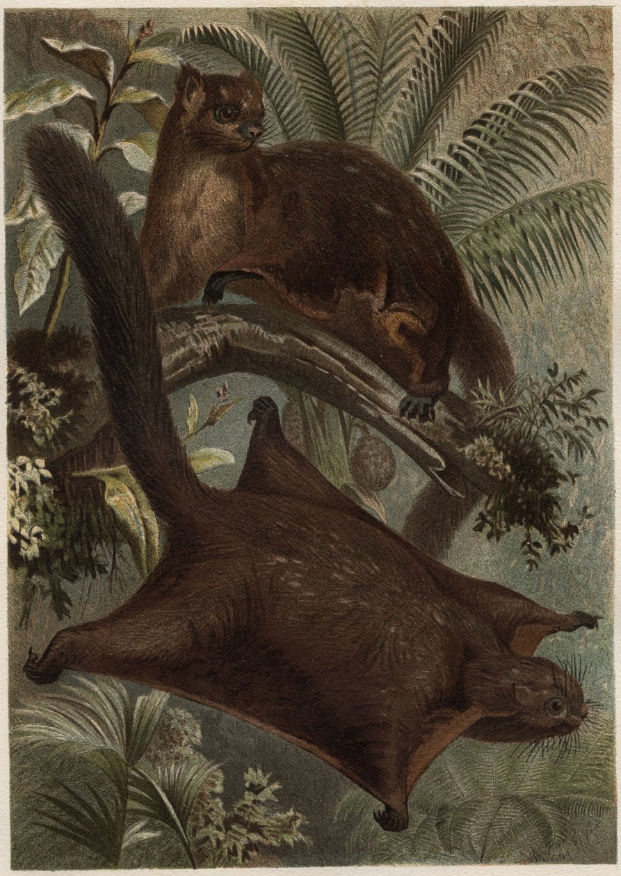 Taguan (Flyvende egern) (familie Sciuridae) - Egern (flyvende egern) - gravering fra "" Brehm
