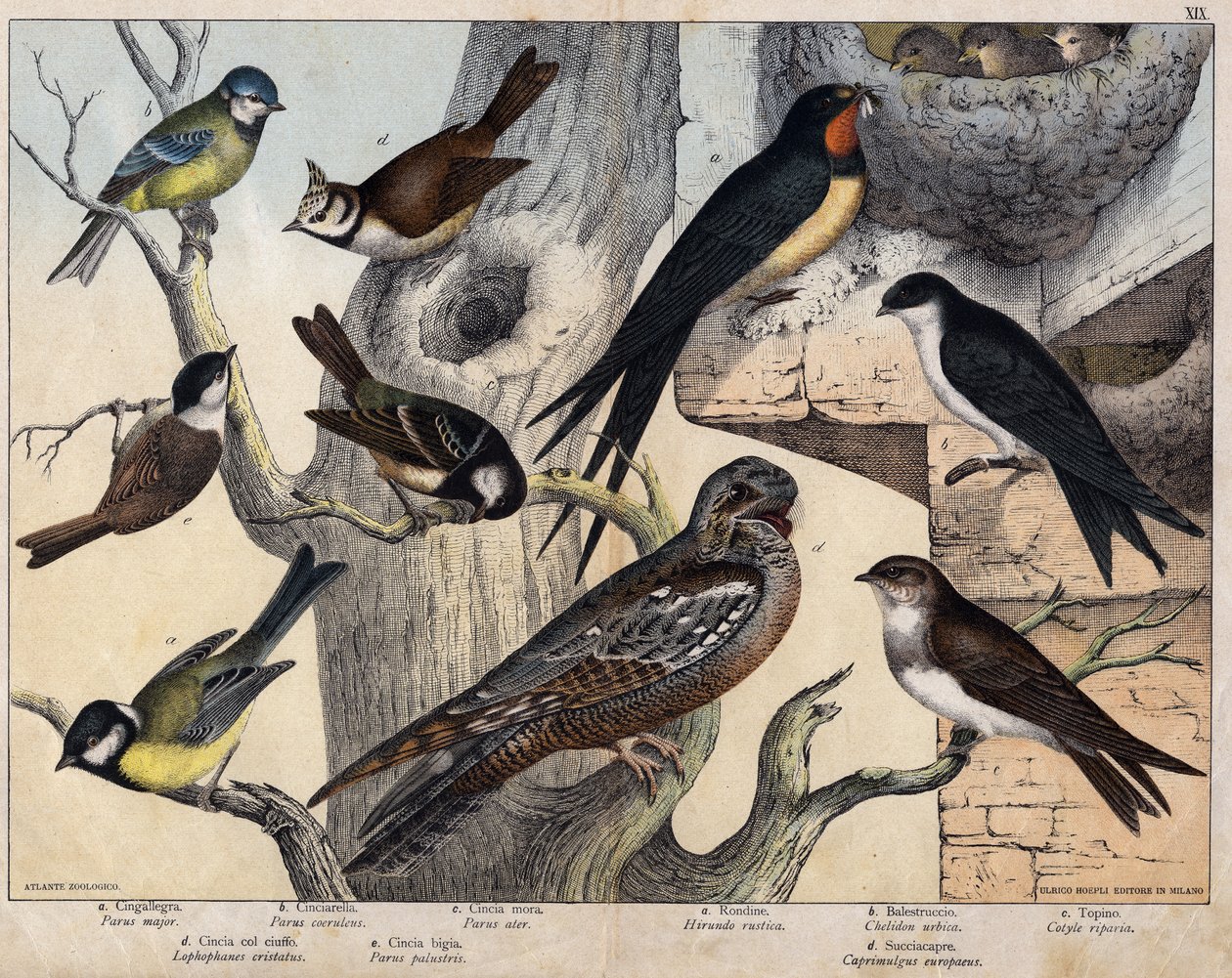 De 5 fugle til venstre- a: Svale (Parus major), b: Blåøjet (Parus coreulus), c: Sorthåret (Parus ater), d: Sortøjet (Lopophanes cristatus), e: Sortøjet (Parus palustris) De 4 fugle til højre- a: rustik svale (Hirondo rustica), b: svale af Unknown artist
