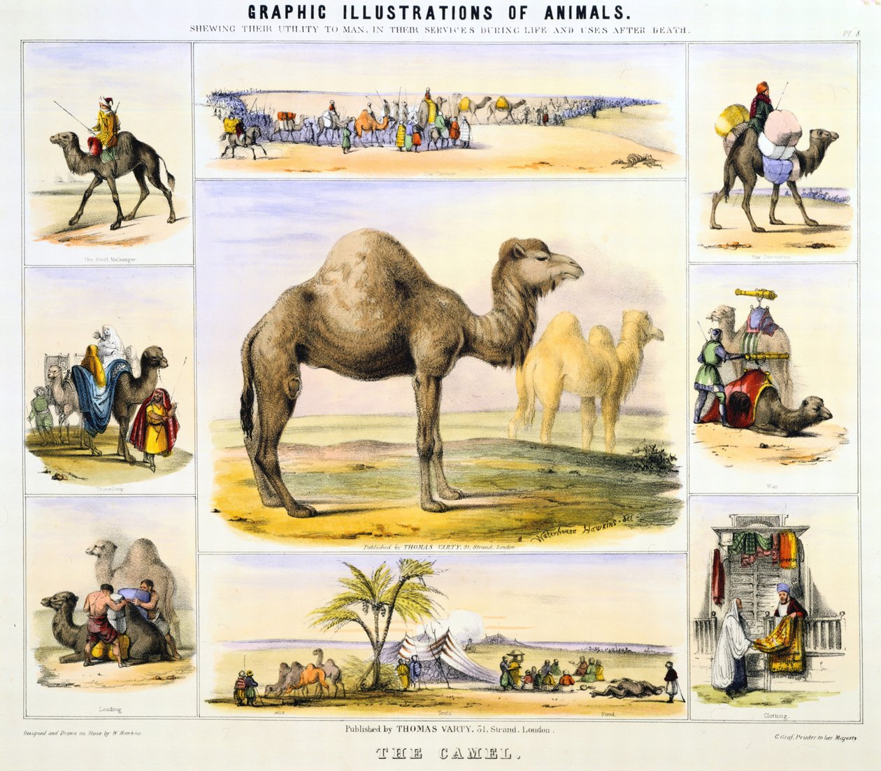 Kamelen: bruges til transport: mælk: kød: klud. Håndkoloreret litografi af Waterhouse Hawkins, skaberen af de forhistoriske dyr til Crystal Palace-udstillingen i 1851. Fra grafiske illustrationer af dyr og deres nytte til mennesket af Unknown artist