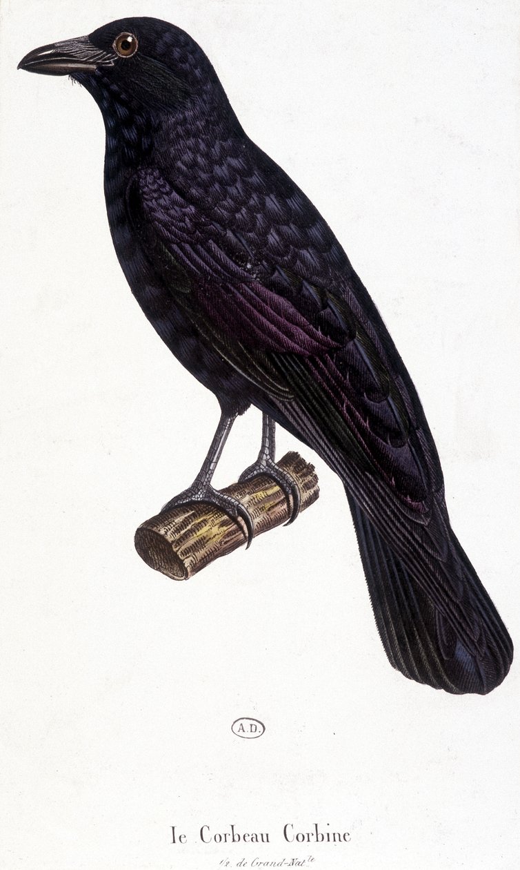 The Corbine Raven - naturhistorisk bestyrelse af Unknown artist