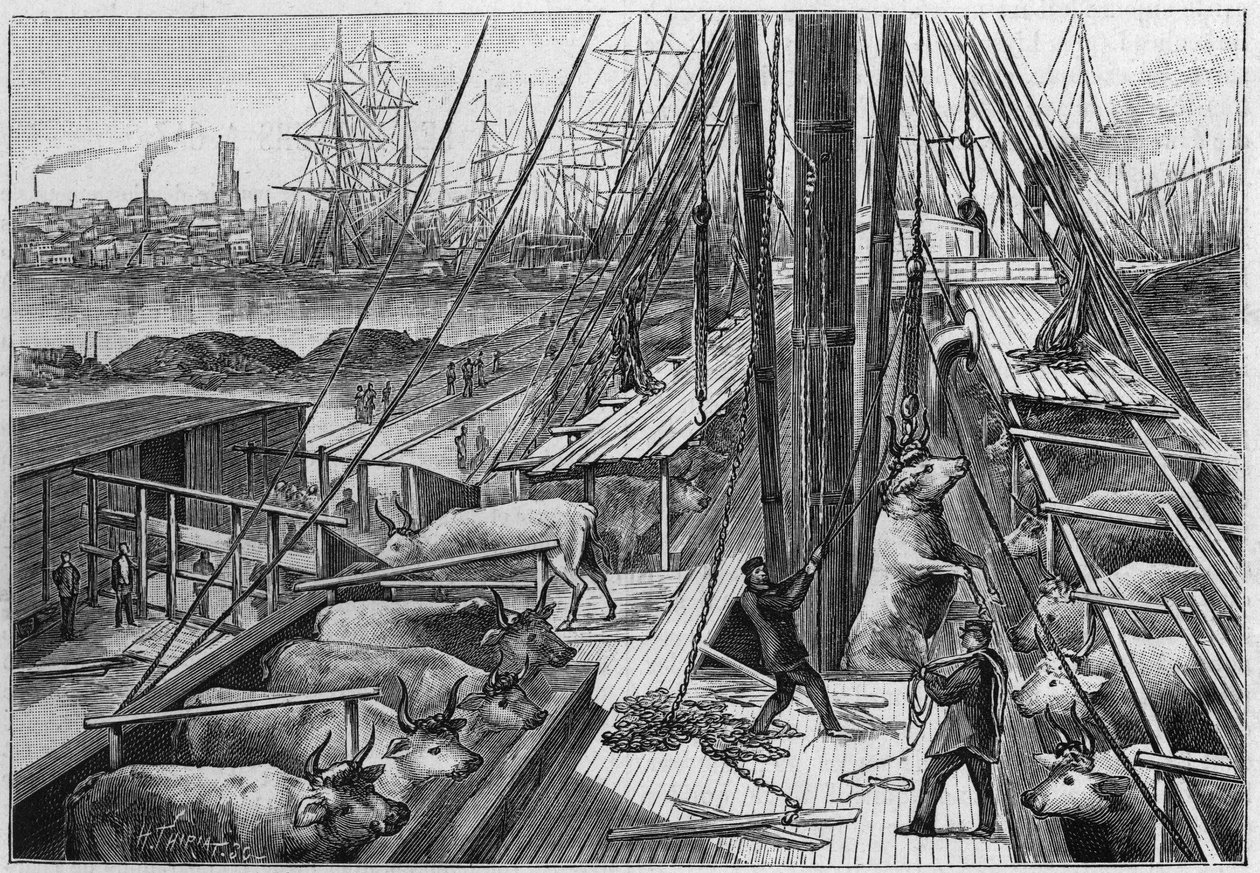 Den engelske damper "Bellenden", der fragtede 90 okser fra Argentina, ankom til havnen i Dunkerque den 18. januar af Unknown artist