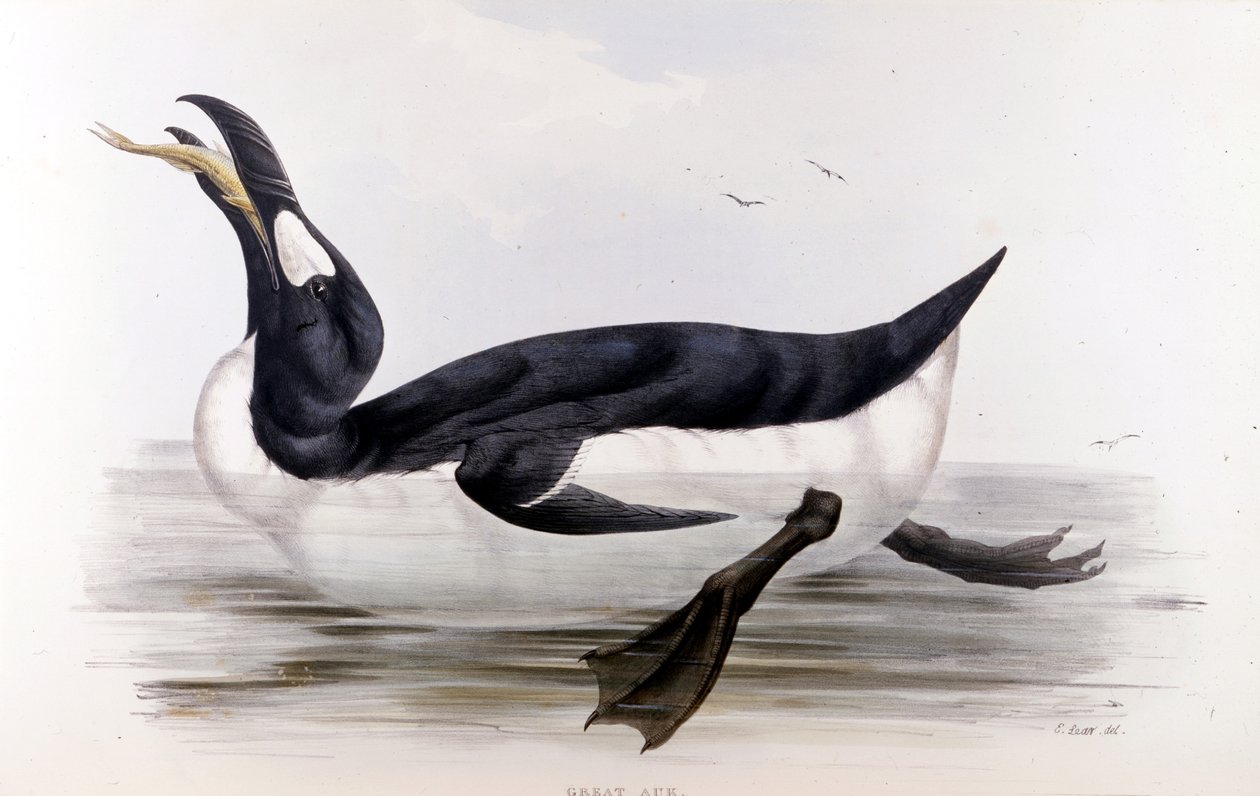 Kæmpepingvinen (Alca Impennis) - i Europas fugle” af John Gould, London af Unknown artist