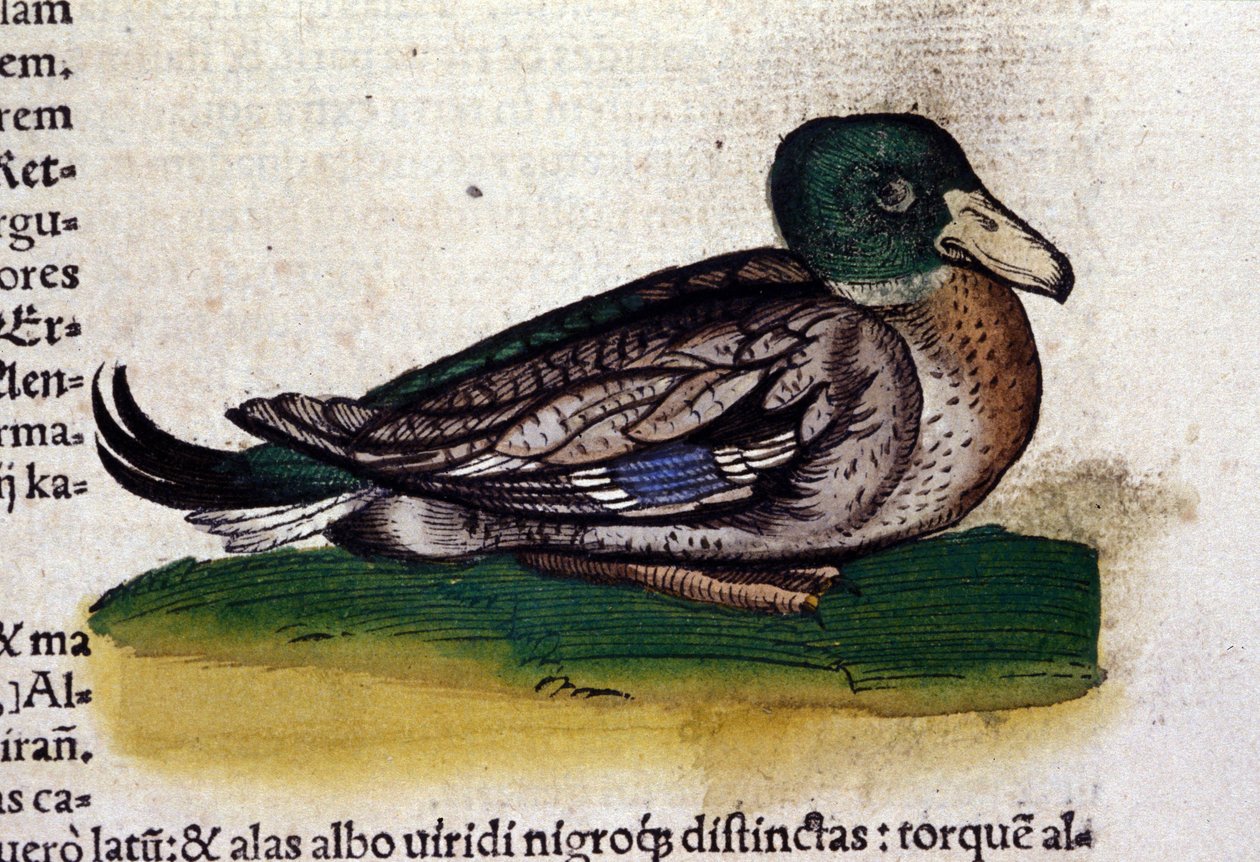 The Harle in Historia Animalium af Conrad Gesner (1516 - 1565), Tiguri af Unknown artist