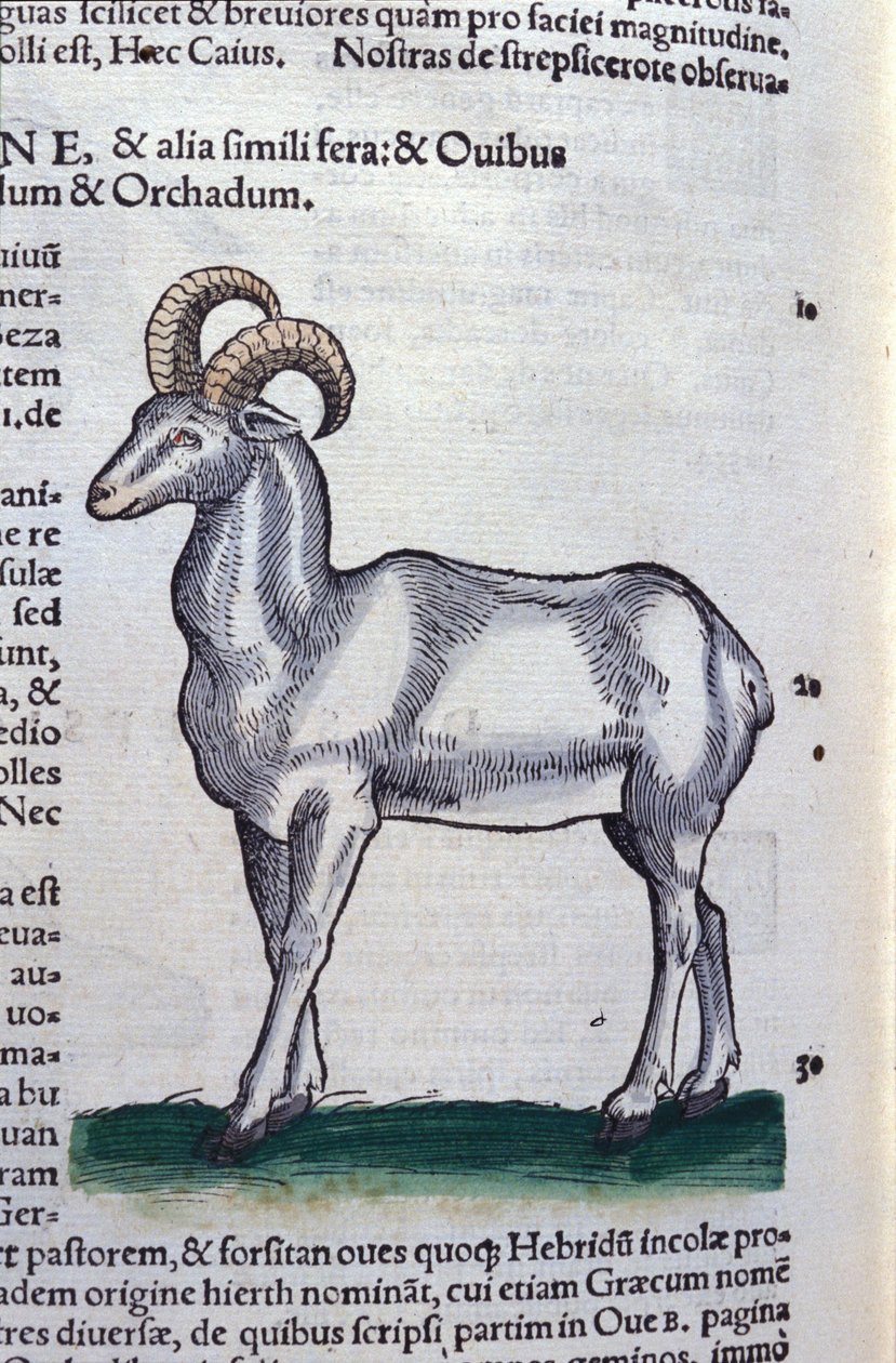 Ibex in Historia Animalium af Conrad Gesner (1516 - 1565), Tiguri af Unknown artist