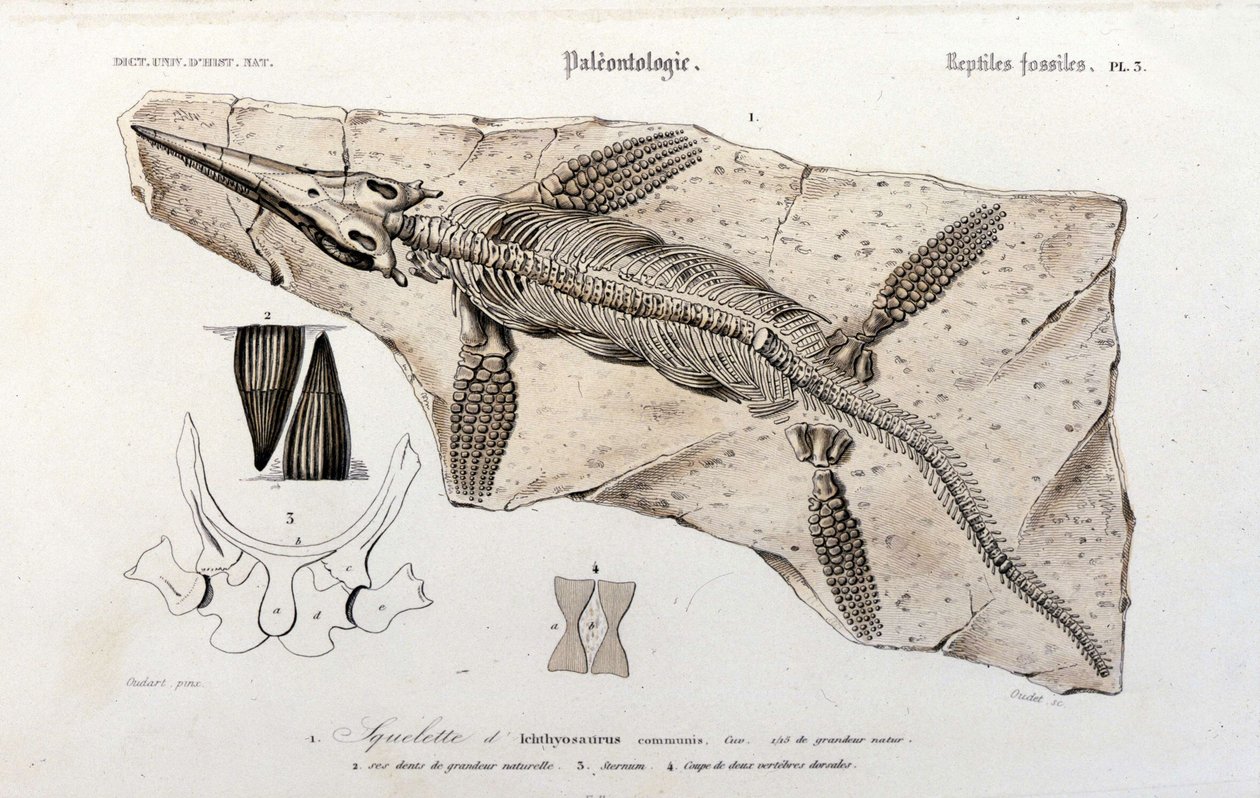 Ichthyosauren fra Universal Dictionary of Natural History af Unknown artist
