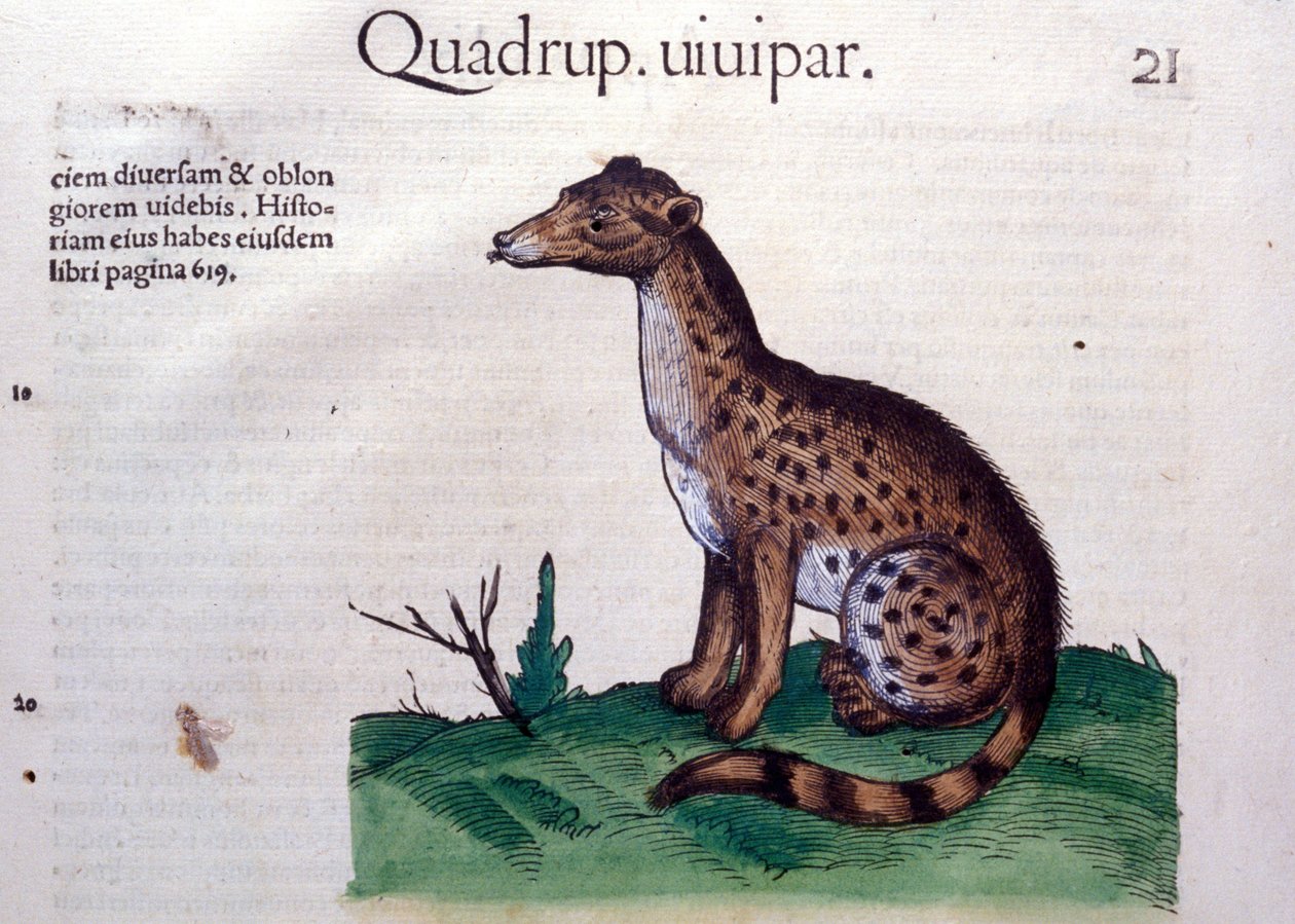 The Jackal - in History of Animals af Conrad Gesner (1516 - 1565), Tiguri af Unknown artist