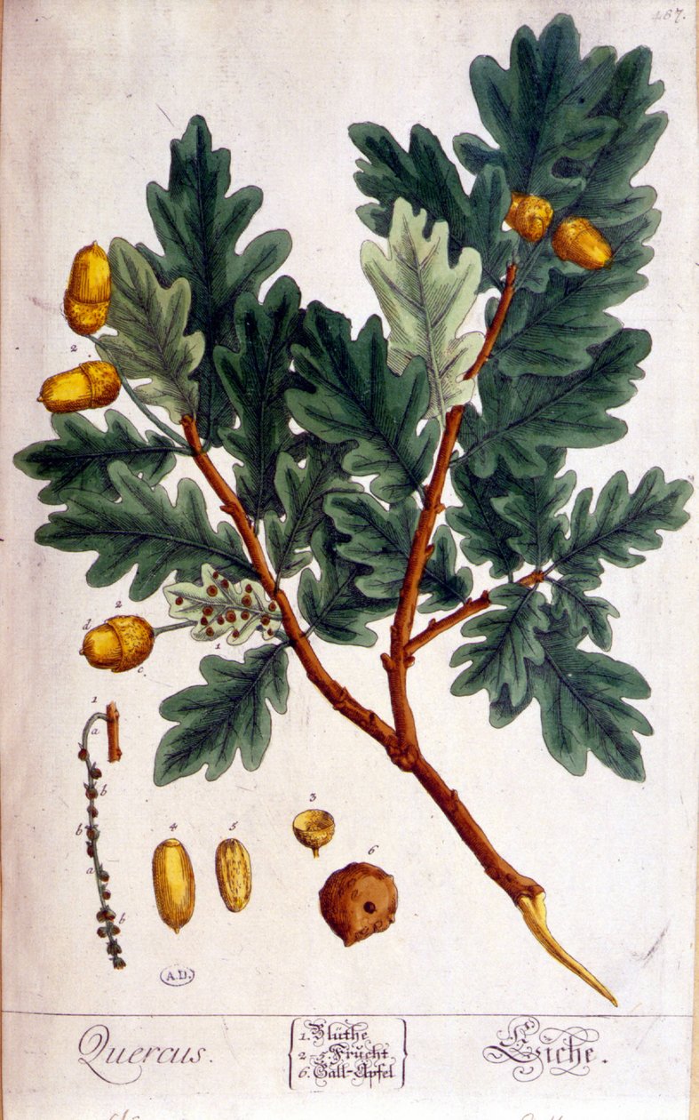 Egen (Quercus) - botanisk tavle af Unknown artist