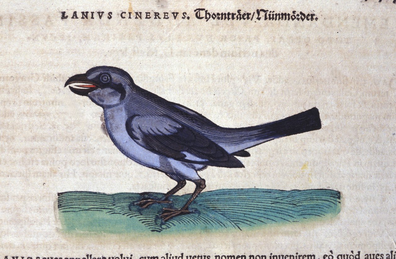 Shrike in the History of Animals af Conrad Gesner (1516-1565), Tiguri af Unknown artist