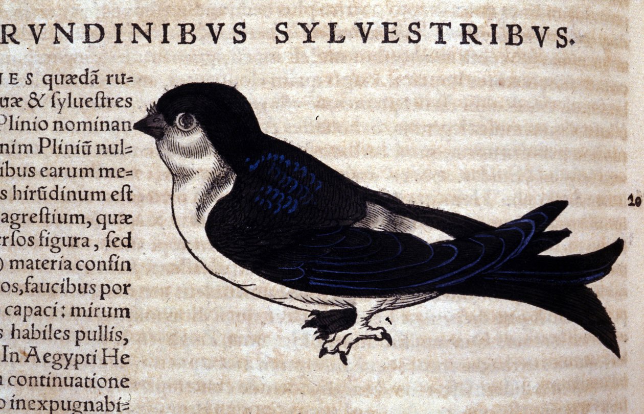 The Swift i Historia Animalium af Conrad Gesner (1516 - 1565), Tiguri af Unknown artist