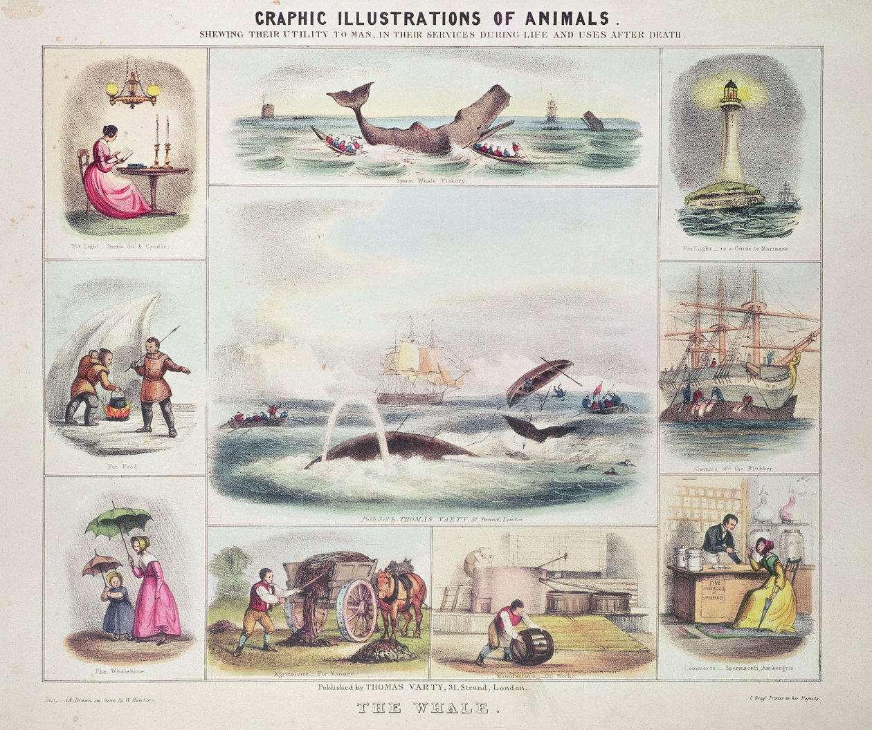 The Whale, fra Graphic Illustrations of Animals, designet og graveret af W. Hawkins, udgivet af Thomas Varty (gravering) af Unknown artist