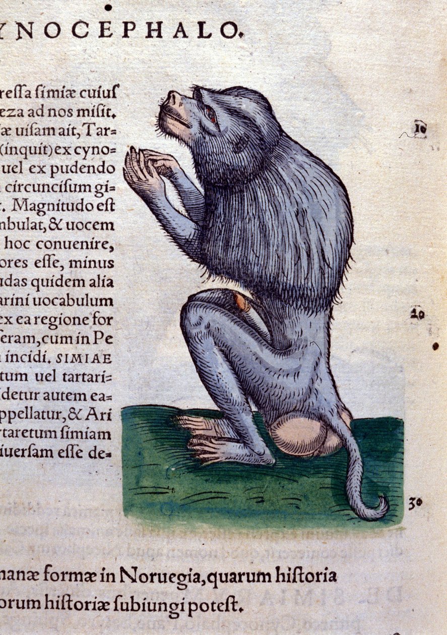 Bavianen efter Historiae animalium af Konrad Gesner, Tiguri af Unknown artist