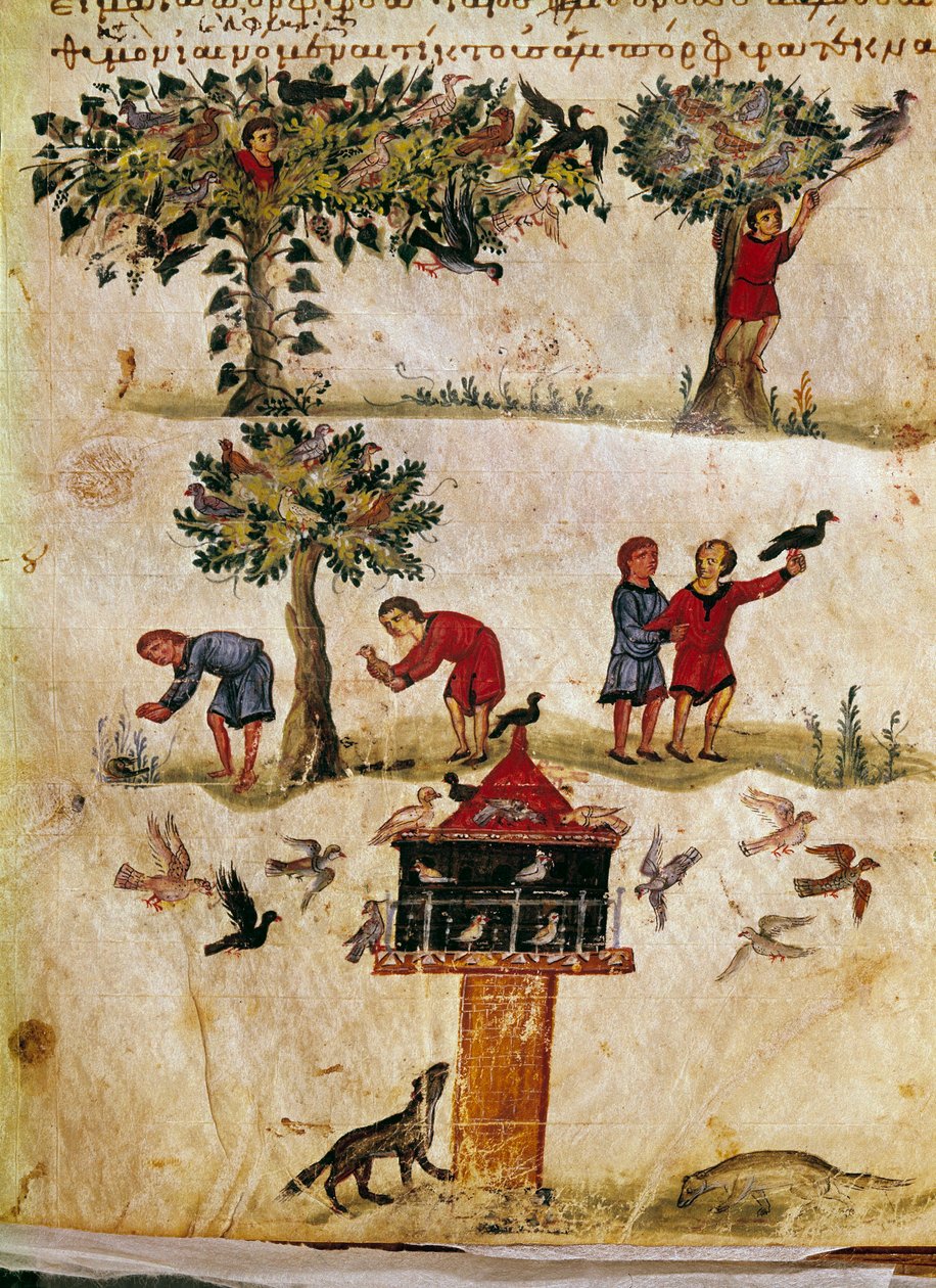 Opdræt og træning af miniaturefalke fra jagten på ""The Cynegetics"" fra Oppian (Oppian eller Oppianus) i Syrien (3. århundrede e.Kr.) dedikeret til Caracalla. Venedig fra det 11. århundrede. Biblioteca Marciana af Unknown artist