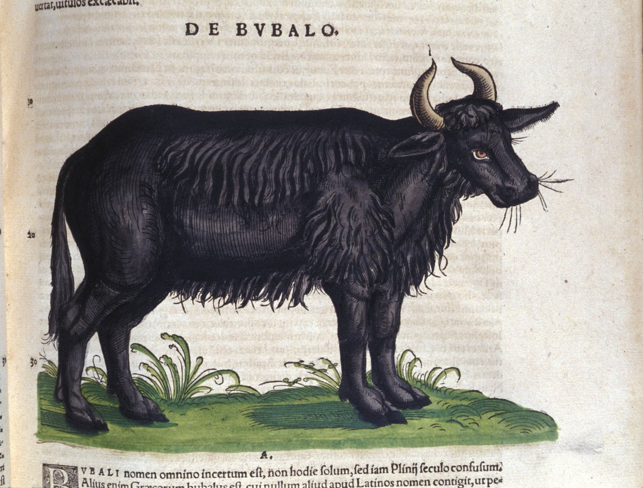 Bøflen efter Historiae animalium af Konrad Gesner, Tiguri af Unknown artist