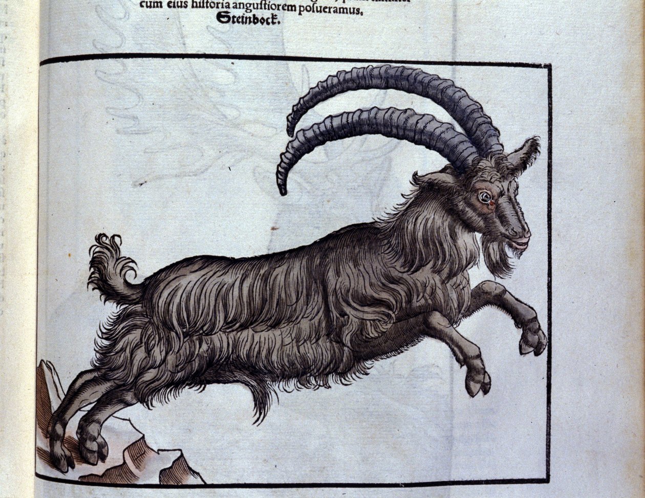 Stenbukken efter Historiae animalium af Konrad Gesner, Tiguri af Unknown artist