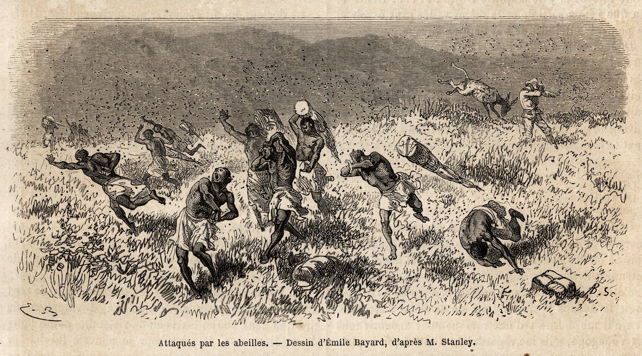 Karavanen af bærere af Henry Morton Stanleys ekspedition (1841-1904) på Misonghi-vejen (Østafrika) blev angrebet af en sky af bier. Gravering for at illustrere rejsen på jagt efter Livingstone i det centrale Afrika af Henry Stanley, korrespondent for af Unknown artist