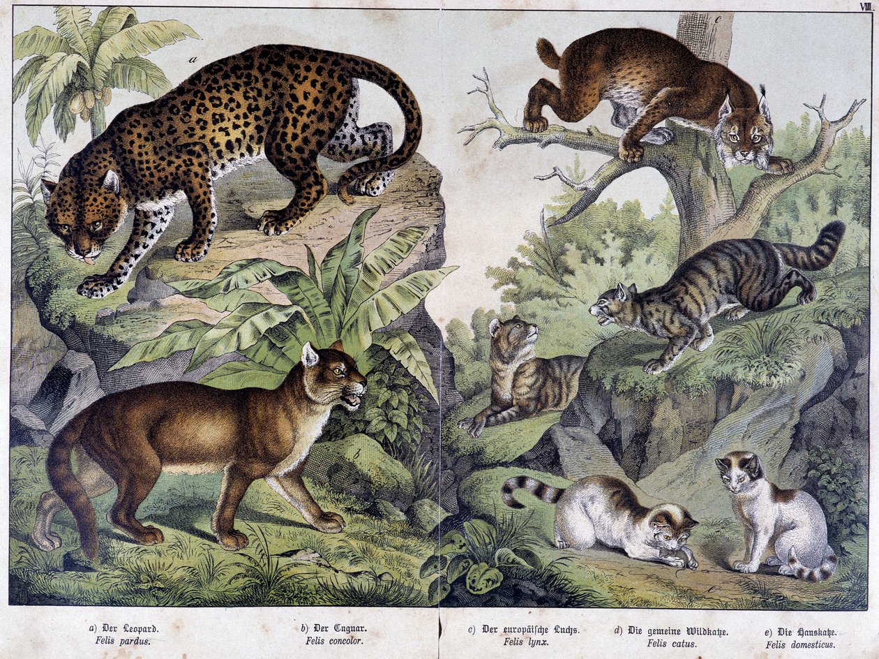 Kattene: Leopard, cougar, los (øverst til venstre), vild kat (højre, midt), huskat - i "" Natural historier of pattedyr"", red. Schreiber af Unknown artist