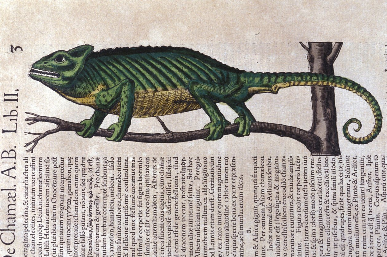 Kamæleonen efter Historiae animalium af Konrad Gesner, Tiguri af Unknown artist