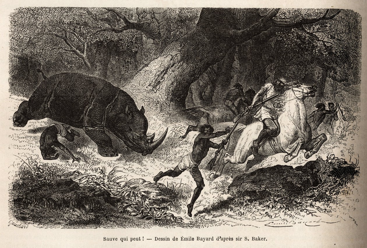 Anklagen til næsehornene, der vælter og fælder jægerne, under søgen efter forfatteren og hans guider. Gravering for at illustrere udforskningen af de abyssinske sideelver af Nilen, af Sir Samuel W.Baker, i 1861-62, udgivet i “” Le Tou af Unknown artist