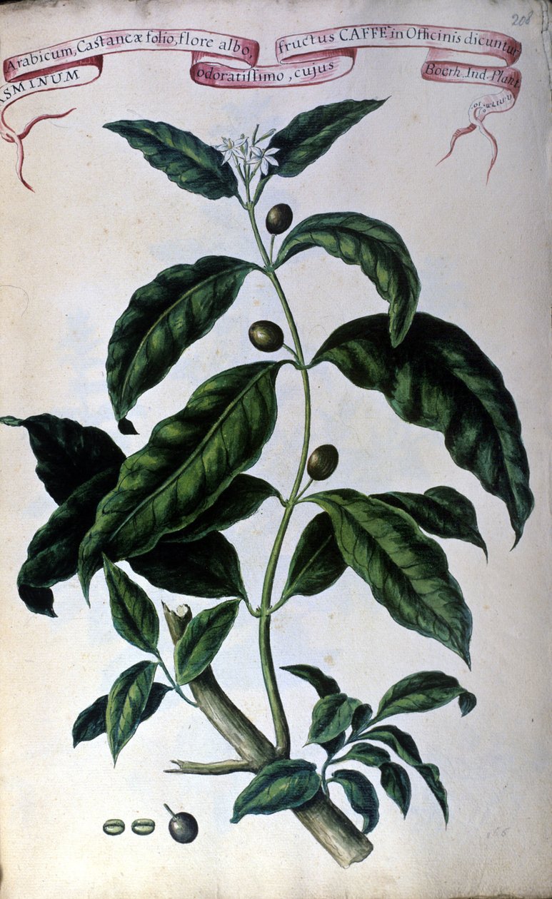 Kaffetræet. 1800-tallets herbarium. af Unknown artist
