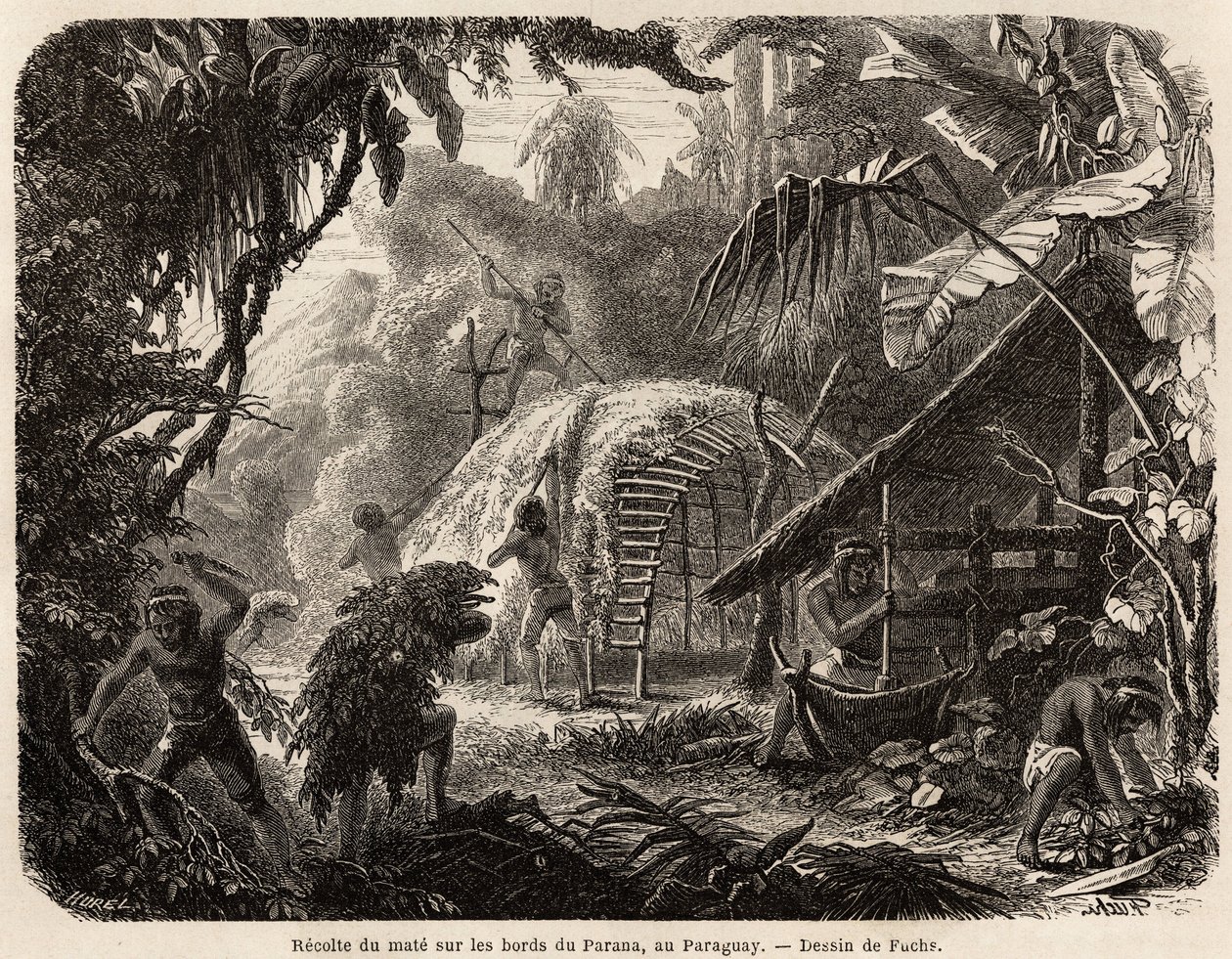 Samlingen af mat på bredden af Parana, infusionen af dette aromatiske blad er den sædvanlige sydamerikanske drik, tegnet af Fuchs, for at illustrere rejsen til Paraguay, fra 1844 til 1847, af Dr. Alfred Demersay. Gravering i "" Le tour du monde"" af Unknown artist