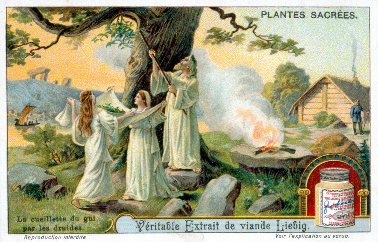 Samlingen af mistelten af druiderne - Liébig reklamelabel. Kromolitografi 1800-tallet af Unknown artist